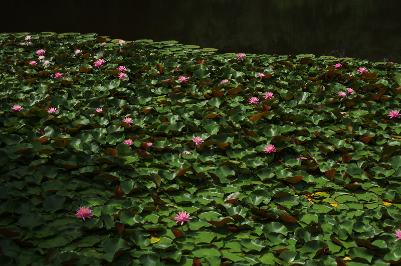 睡蓮さく池（奈良・忍辱山町） : 花景色－K.W.C. PhotoBlog