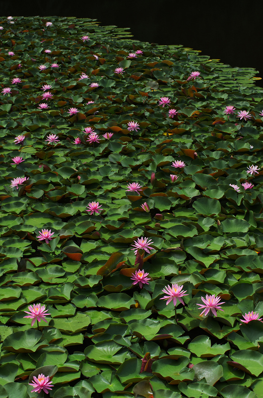 睡蓮さく池（奈良・忍辱山町） : 花景色－K.W.C. PhotoBlog