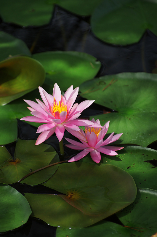 睡蓮さく池（奈良・忍辱山町） : 花景色－K.W.C. PhotoBlog