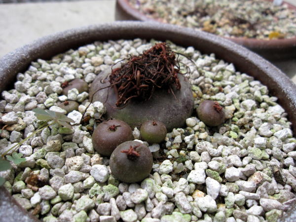 原種ｼｸﾗﾒﾝ コウムの植替え リリ子の一坪ガーデン
