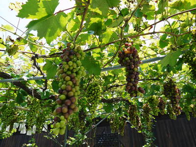 熊本ぶどう 社方園 ピオーネとロザリオ・ビアンコが最旬_a0254656_845630.jpg