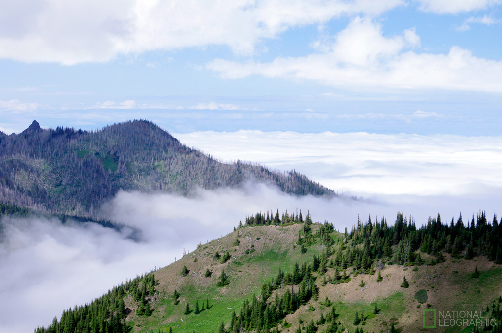 Hurricane Ridge \'12 -1-_a0190559_6434746.jpg