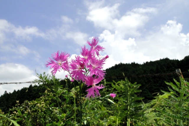 盆花 阿蘇望亭の 気ままなブログ