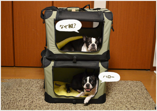 犬マンション_d0041575_2238171.jpg