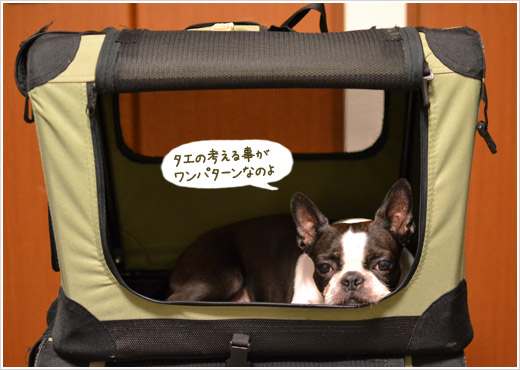 犬マンション_d0041575_22424714.jpg