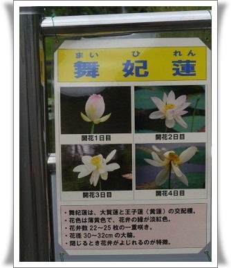 舞妃蓮と日中友誼蓮、どちらももとは大賀ハス_b0175688_20121948.jpg