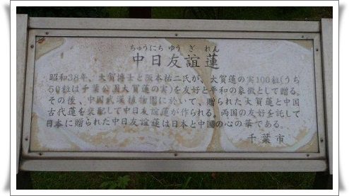舞妃蓮と日中友誼蓮、どちらももとは大賀ハス_b0175688_20184074.jpg