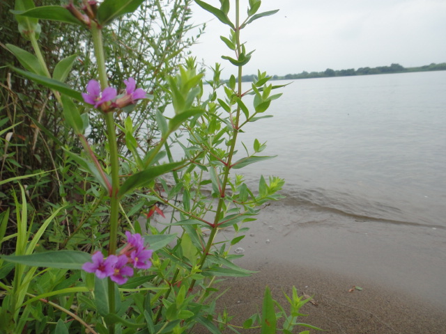 a0275492_34415.jpg