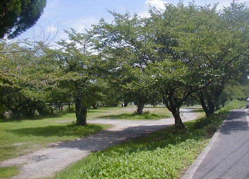 ●嵐山駅前の変化、その220(桜の林)_d0053294_0302223.jpg