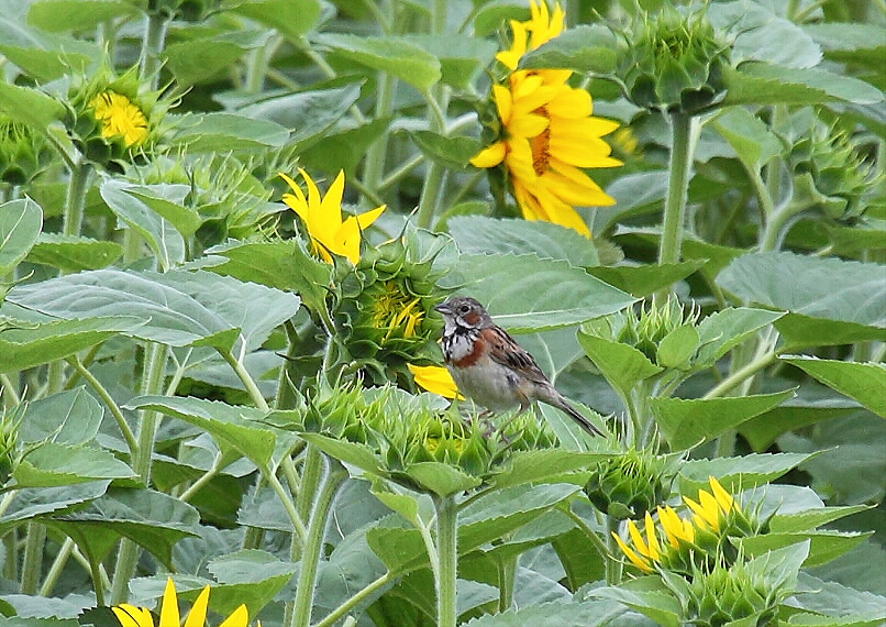 あちゃ～、遅かった＾＾；_c0113597_17423223.jpg