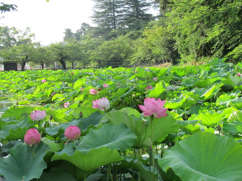 松が岬公園へサイクリング、公園内は散策（９）：満開の蓮の花_c0075701_1937359.jpg