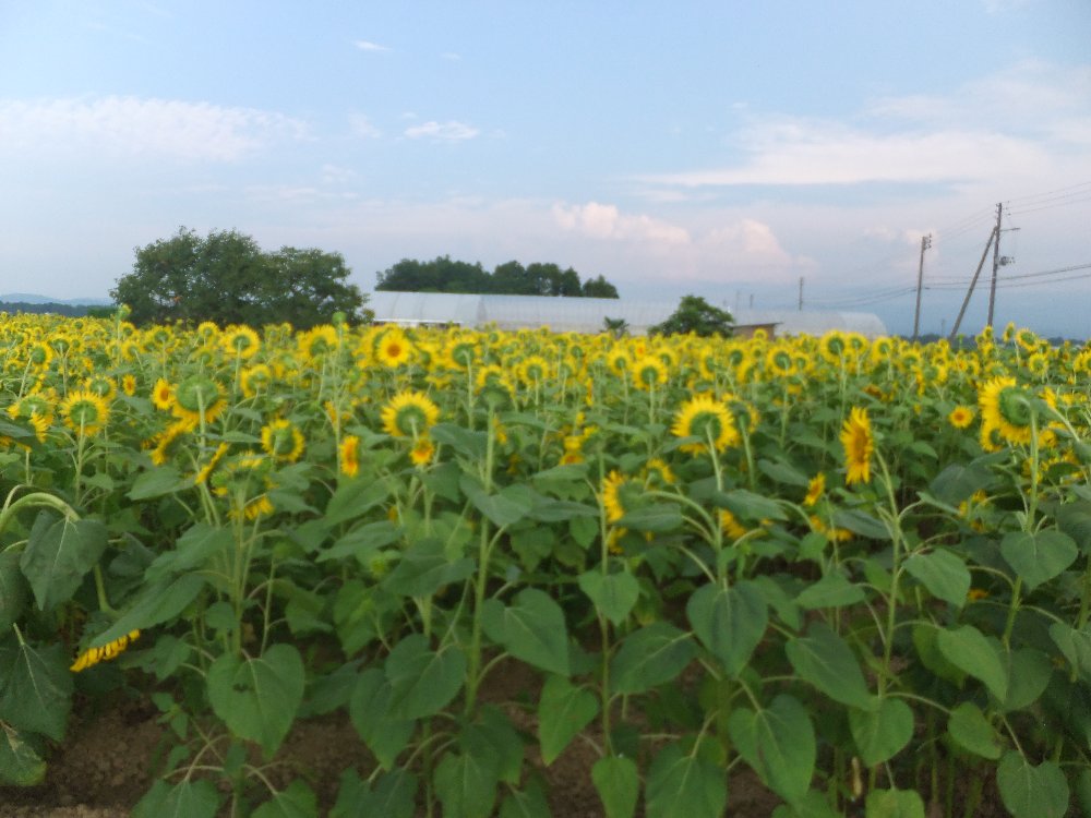 ひまわりの花の向き 日常の出来事