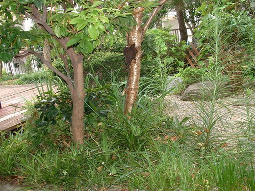 a0271502_9471564.jpg