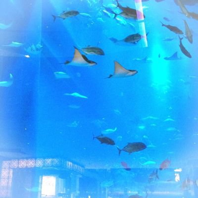 ドバイから_e0154202_1448895.jpg