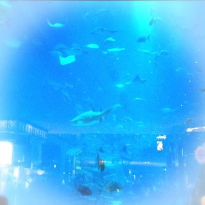 ドバイから_e0154202_1448915.jpg