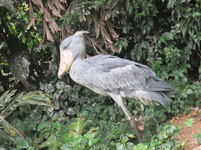 Jurong Bird Park ”Kings of the Skies Show”（猛禽類のショー）_c0212604_9354541.jpg