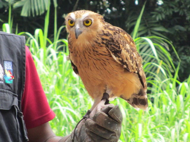 Jurong Bird Park ”Kings of the Skies Show”（猛禽類のショー）_c0212604_9513419.jpg