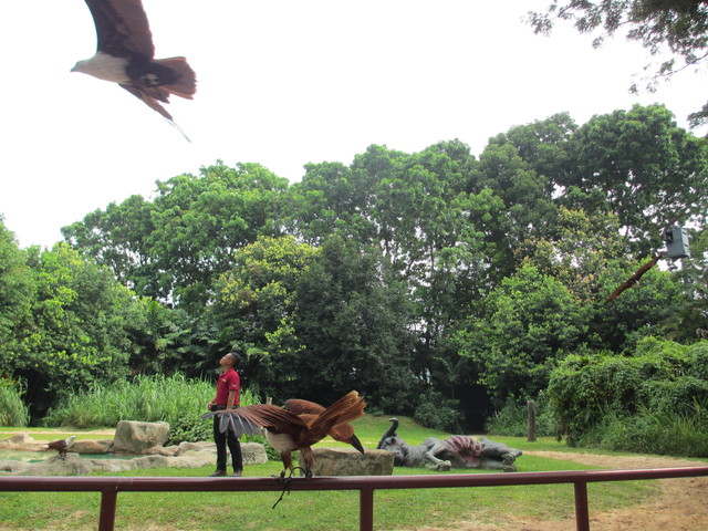 Jurong Bird Park ”Kings of the Skies Show”（猛禽類のショー）_c0212604_9591525.jpg