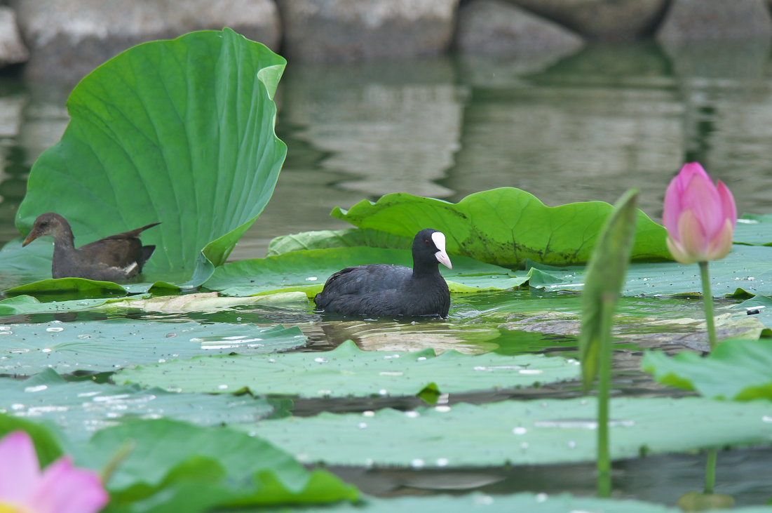 お食事中_d0078406_16285329.jpg