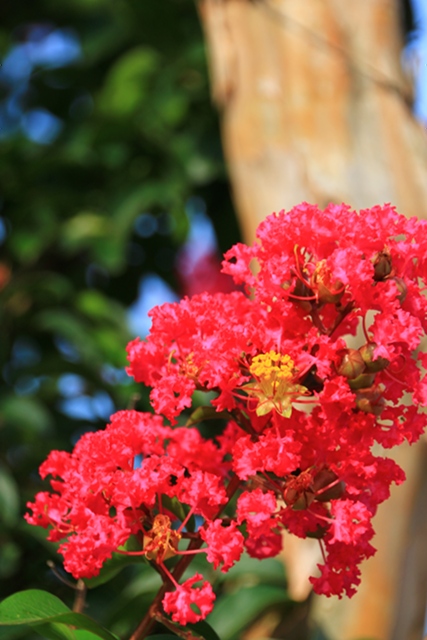 館林 花のまちクイーンズ通りの 百日紅 サルスベリ 撮って 食べて 走って 館林 花のまちクイーンズ通りの 百日紅 サルスベリ 撮って 食べて 走って