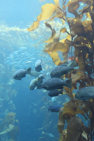 巨大昆布のある　*モントレー水族館*_d0128712_5181969.jpg