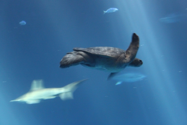 巨大昆布のある　*モントレー水族館*_d0128712_9143263.jpg