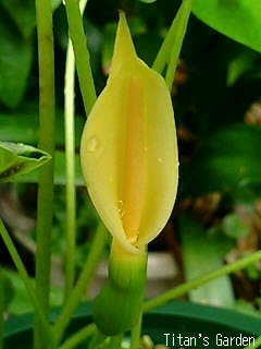 Colocasia affinis var. jenningsii_b0099813_1282560.jpg