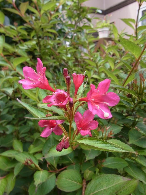 自前の野菜サラダとアンテナ交換の日曜日_c0025115_23175233.jpg