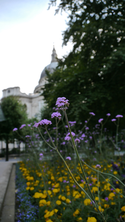 この花はなんて名前?・・・LONDON St.Paul\'s Cathedralの裏側で撮影しました→_b0032617_13551246.jpg