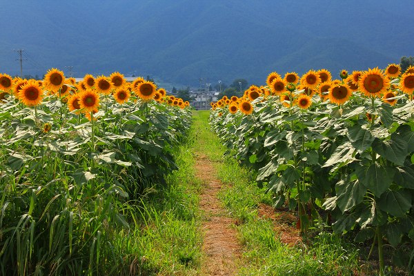 ♪　夏はやっぱり　ヒマワリ　♪_e0242721_80267.jpg