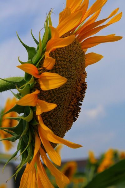 e0242721_85358.jpg