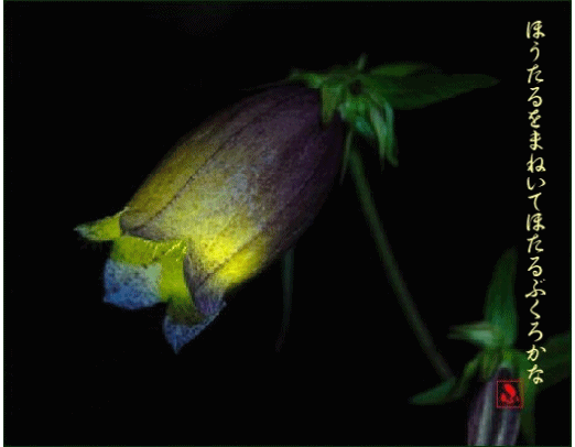 d0092026_22231797.gif