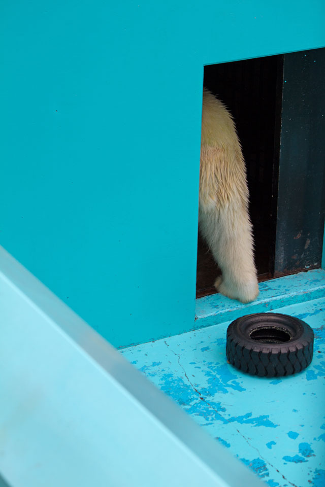 2012年8月 おびひろ動物園 ホッキョクグマ イコロ その2_a0016730_19114381.jpg