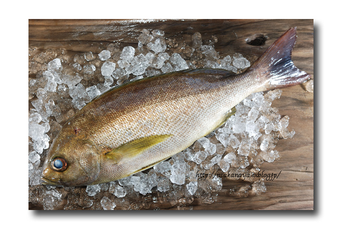 今日は鶏魚 イサキ 魚屋三代目日記 今日は鶏魚 イサキ 魚屋三代目日記