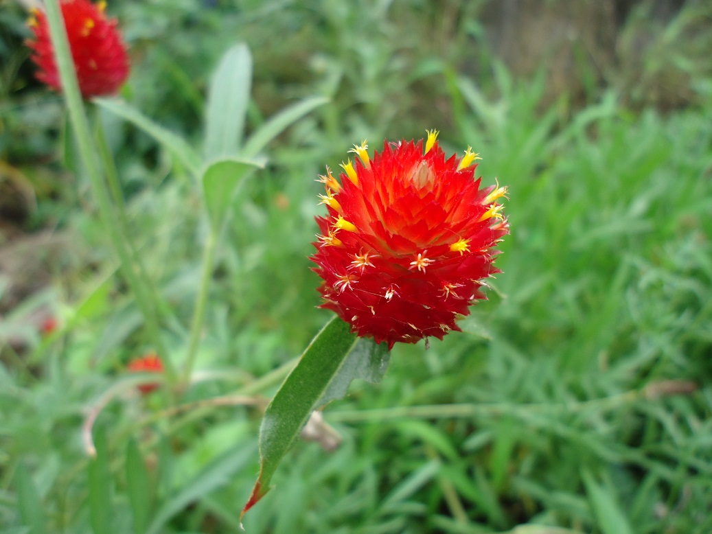 センニチコウ ストロベリー フィールズ ぶうたらママは花が好き