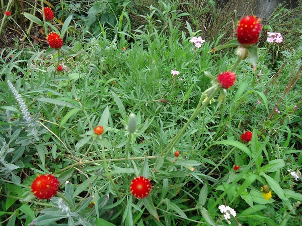 センニチコウ ストロベリー フィールズ ぶうたらママは花が好き