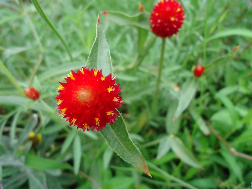 センニチコウ ストロベリー フィールズ ぶうたらママは花が好き