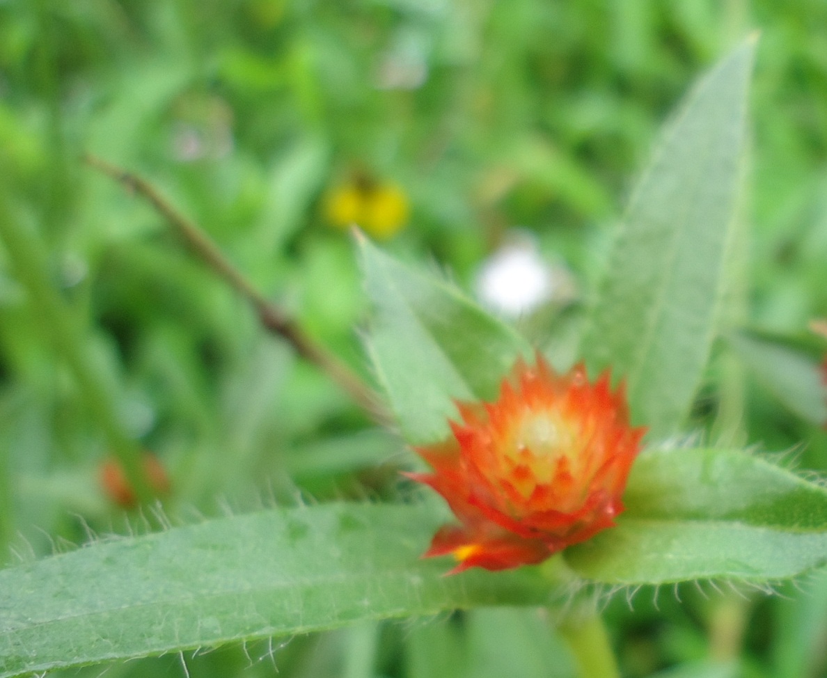 センニチコウ ストロベリー フィールズ ぶうたらママは花が好き