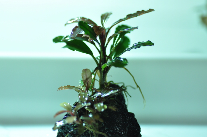 Bucephalandra sp. “Batang kawa” #2 : Enjoy!AquaLife