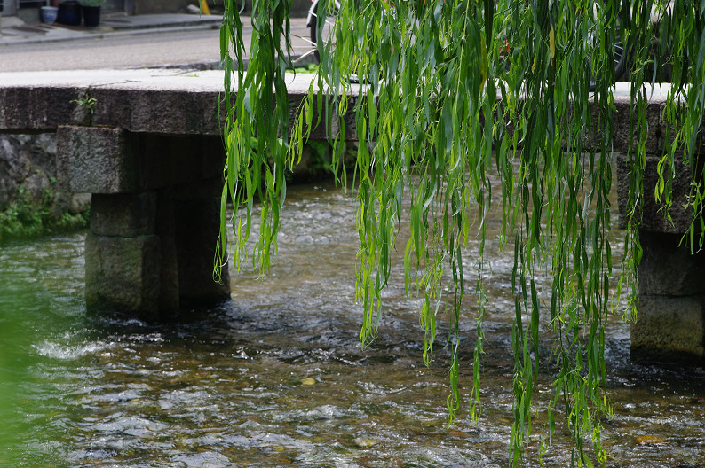 祇園　白川･巽橋で試し撮り．．．_f0152550_1646233.jpg