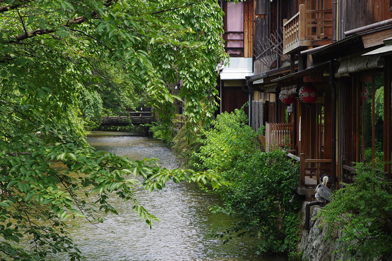 祇園　白川･巽橋で試し撮り．．．_f0152550_1652653.jpg