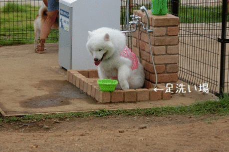 a0166954_158247.gif