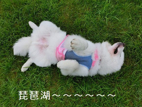 a0166954_3305280.gif