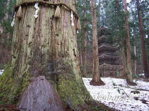 出羽三山神社 その２　爺杉と五重塔　_18きっぷのとある週末(5)　_d0064266_2573354.jpg