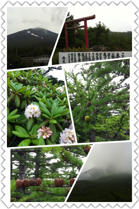天狗の庭_b0008478_9495495.jpg