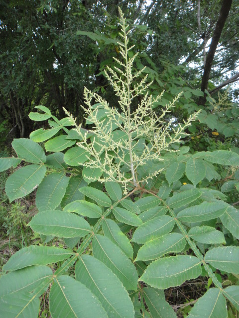 a0275492_44623100.jpg