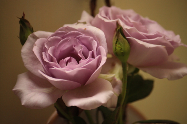d0001008_18282616.jpg