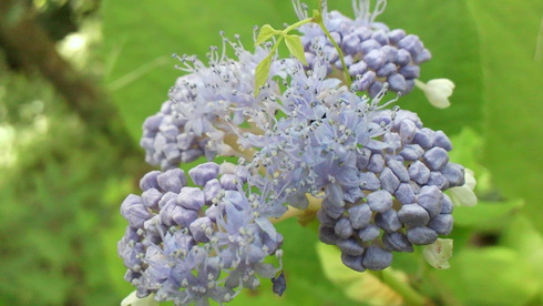 世界最小の蜻蛉生息地・養命酒工場♪_d0238608_1422712.jpg