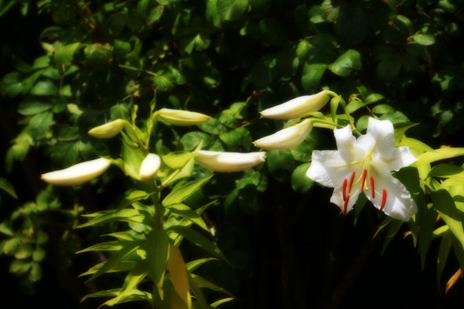 a0263109_22383272.jpg