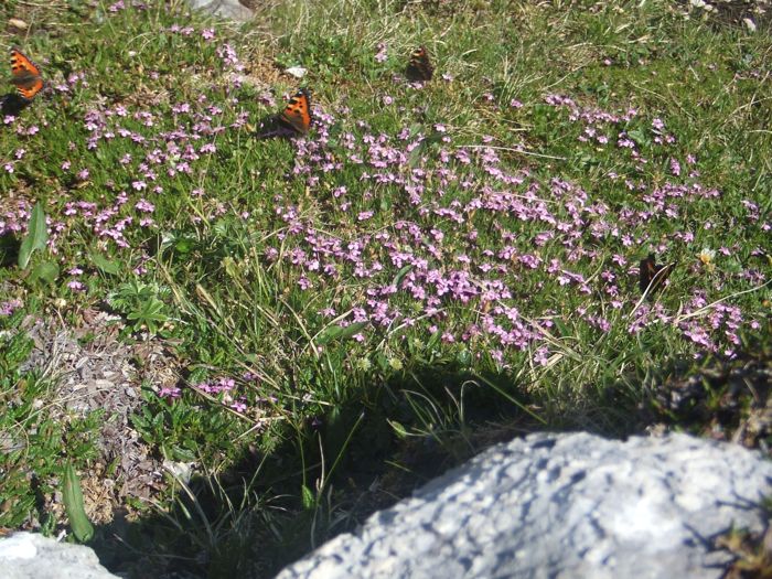 c0167813_15225230.jpg